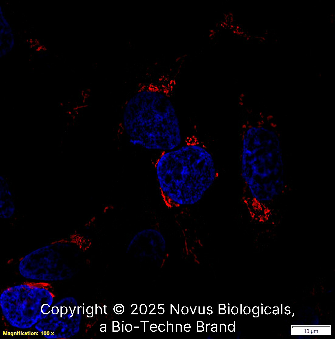 TGN46 Antibody [Biotin]