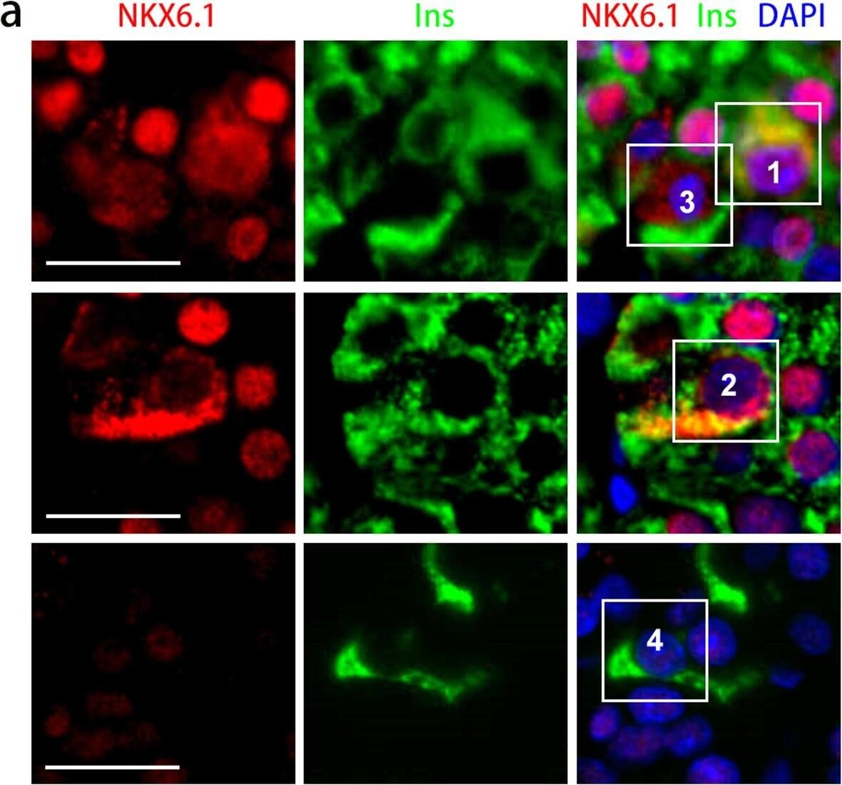 NKX6.1 Antibody - BSA Free
