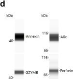 Detection of Human Granzyme B by Simple Western