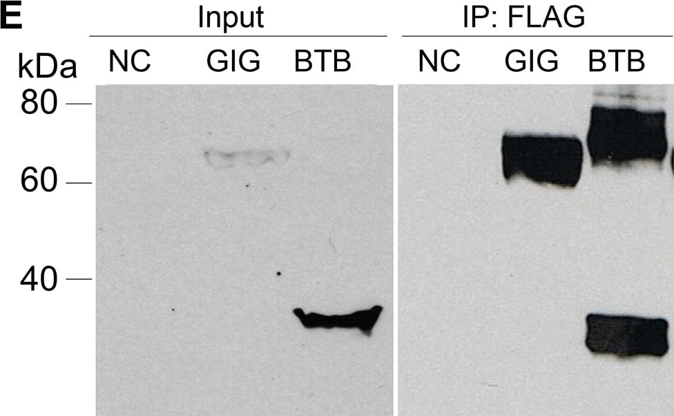 Gigaxonin Antibody