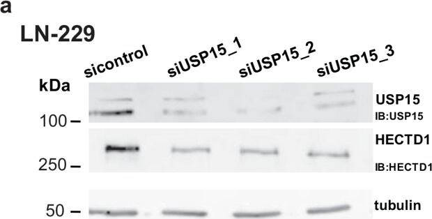 HECTD1 Antibody