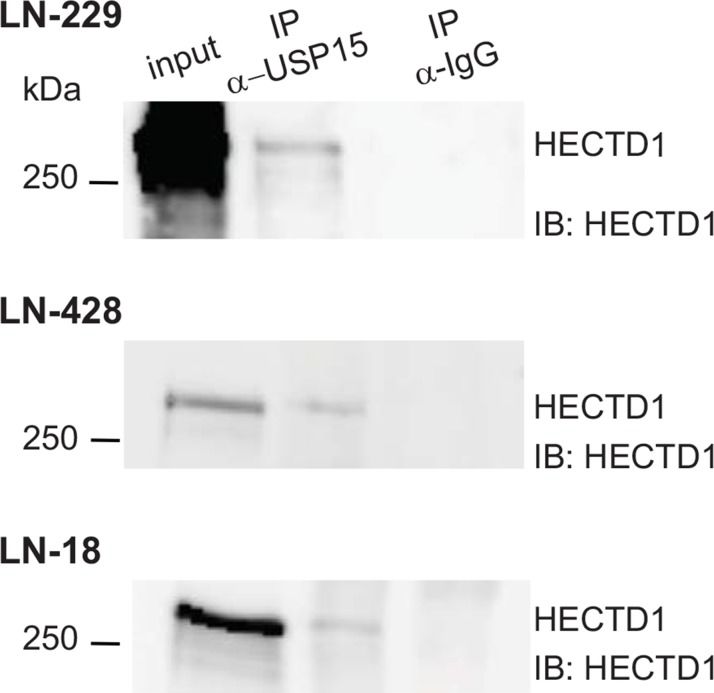 HECTD1 Antibody