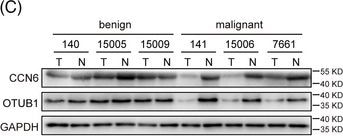 Otubain-1 Antibody