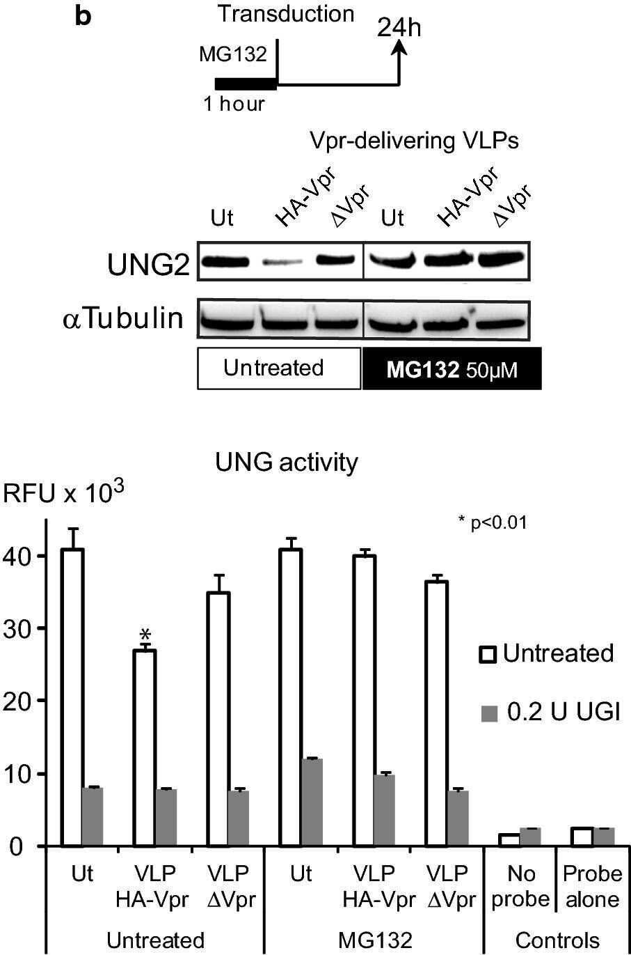 UNG Antibody - BSA Free