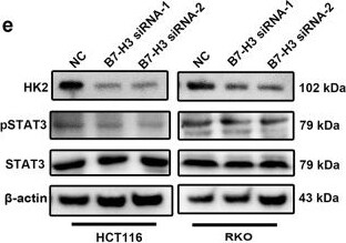 Hexokinase 2 Antibody (3D3) - BSA Free