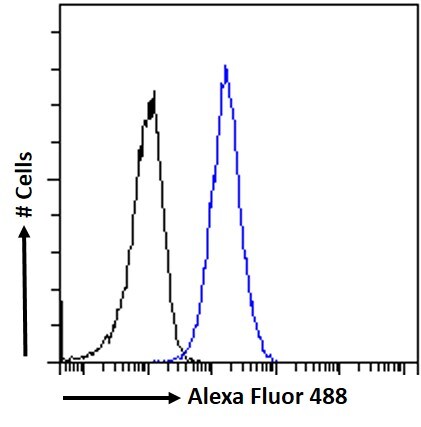 RDH5 Antibody