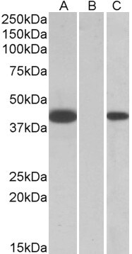 FANCF Antibody