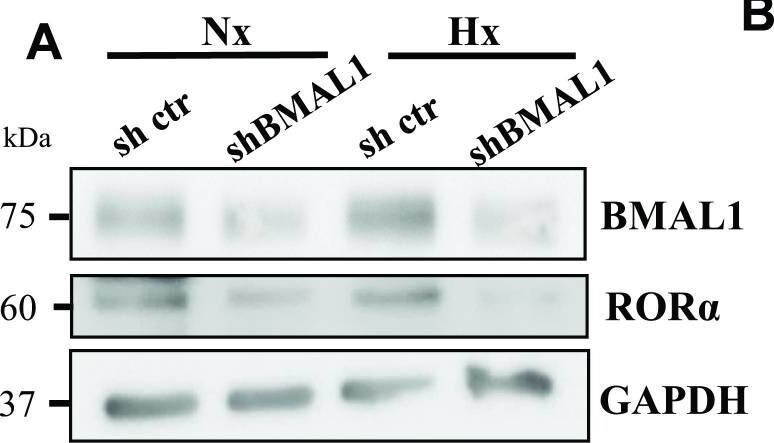 ROR alpha/NR1F1 Antibody