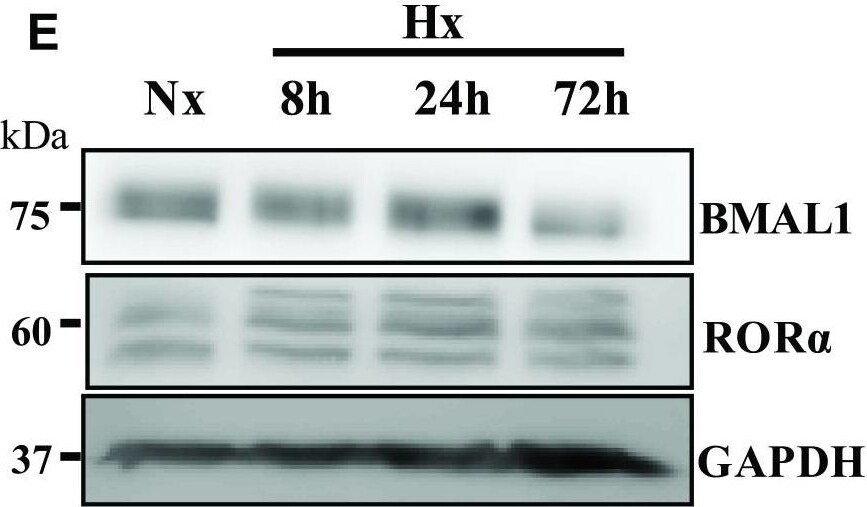 ROR alpha/NR1F1 Antibody