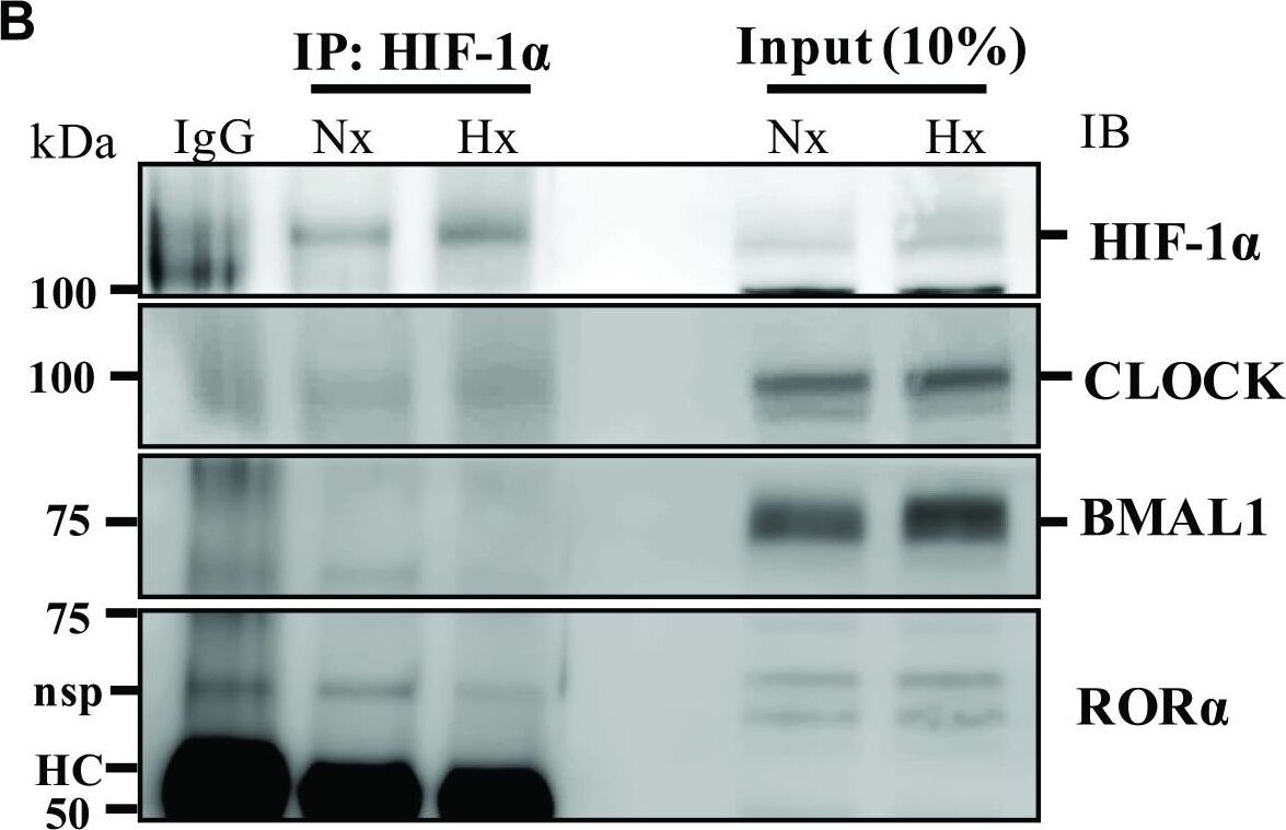 ROR alpha/NR1F1 Antibody