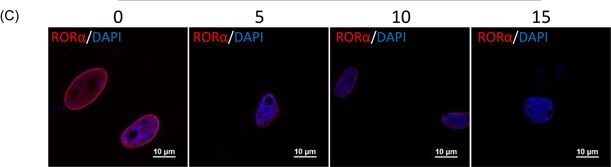 ROR alpha/NR1F1 Antibody - BSA Free