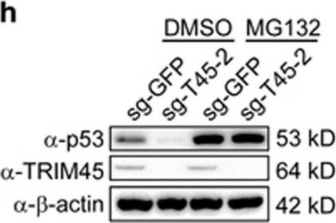 TRIM45 Antibody - BSA Free