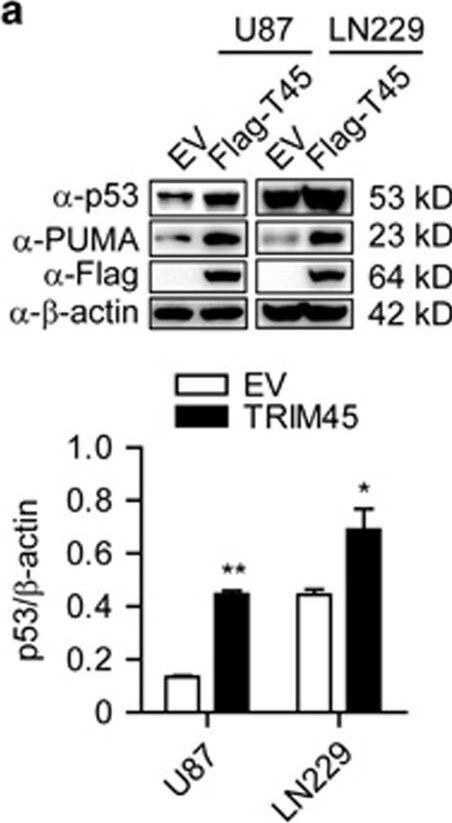 TRIM45 Antibody - BSA Free