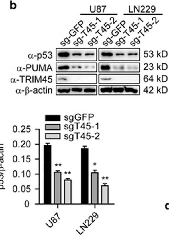 TRIM45 Antibody - BSA Free