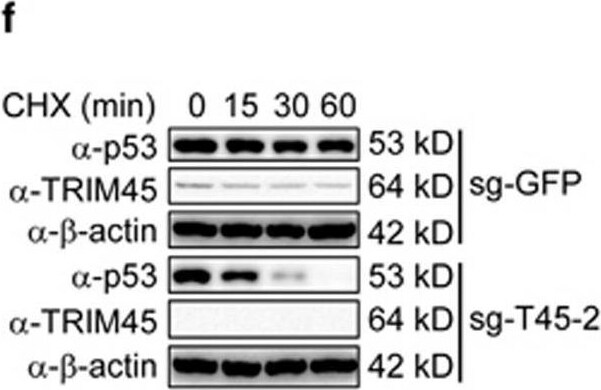 TRIM45 Antibody - BSA Free