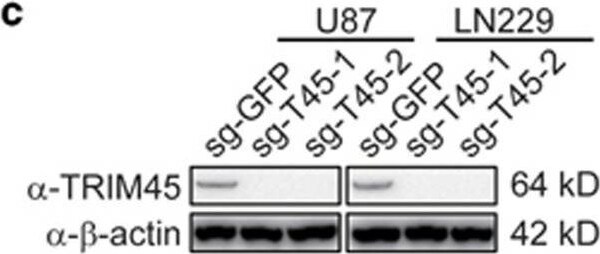 TRIM45 Antibody - BSA Free