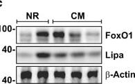 Lipase A Antibody - BSA Free