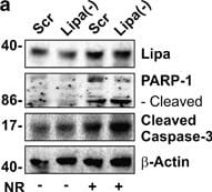 Lipase A Antibody - BSA Free