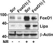 Lipase A Antibody - BSA Free