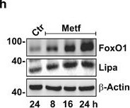 Lipase A Antibody - BSA Free