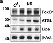 Lipase A Antibody - BSA Free