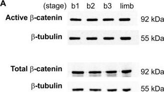 beta-Catenin Antibody (12F7) - BSA Free