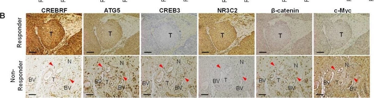 beta-Catenin Antibody (12F7) - BSA Free