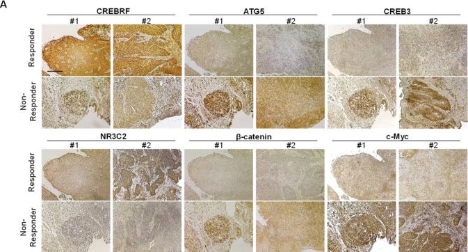 beta-Catenin Antibody (12F7) - BSA Free