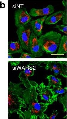 WARS2 Antibody