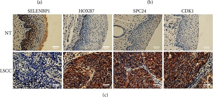 SELENBP1 Antibody - BSA Free