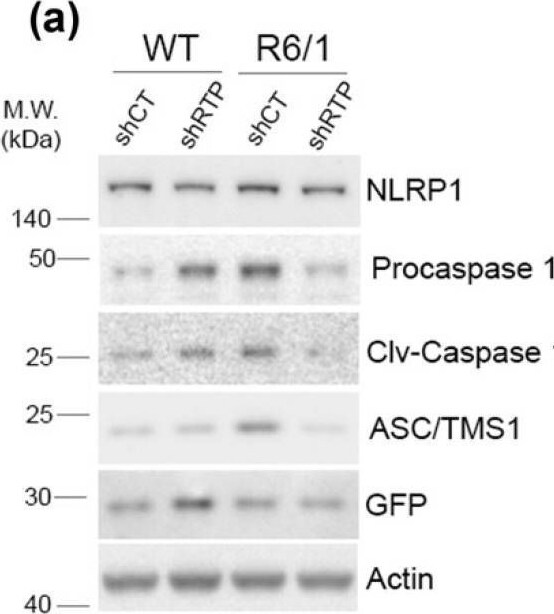 NLRP1/NALP1 Antibody - BSA Free