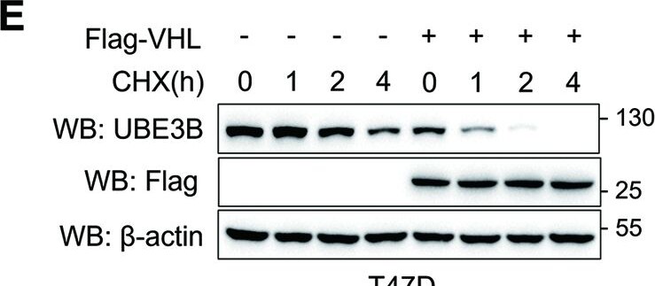 UBE3B Antibody - BSA Free