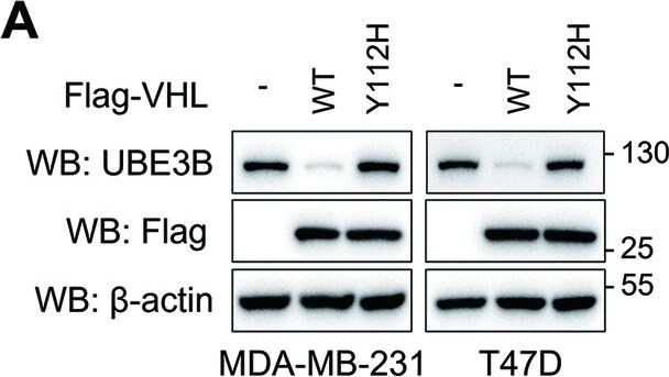 UBE3B Antibody - BSA Free