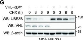 UBE3B Antibody - BSA Free