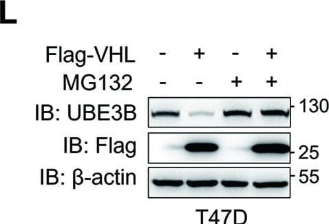 UBE3B Antibody - BSA Free