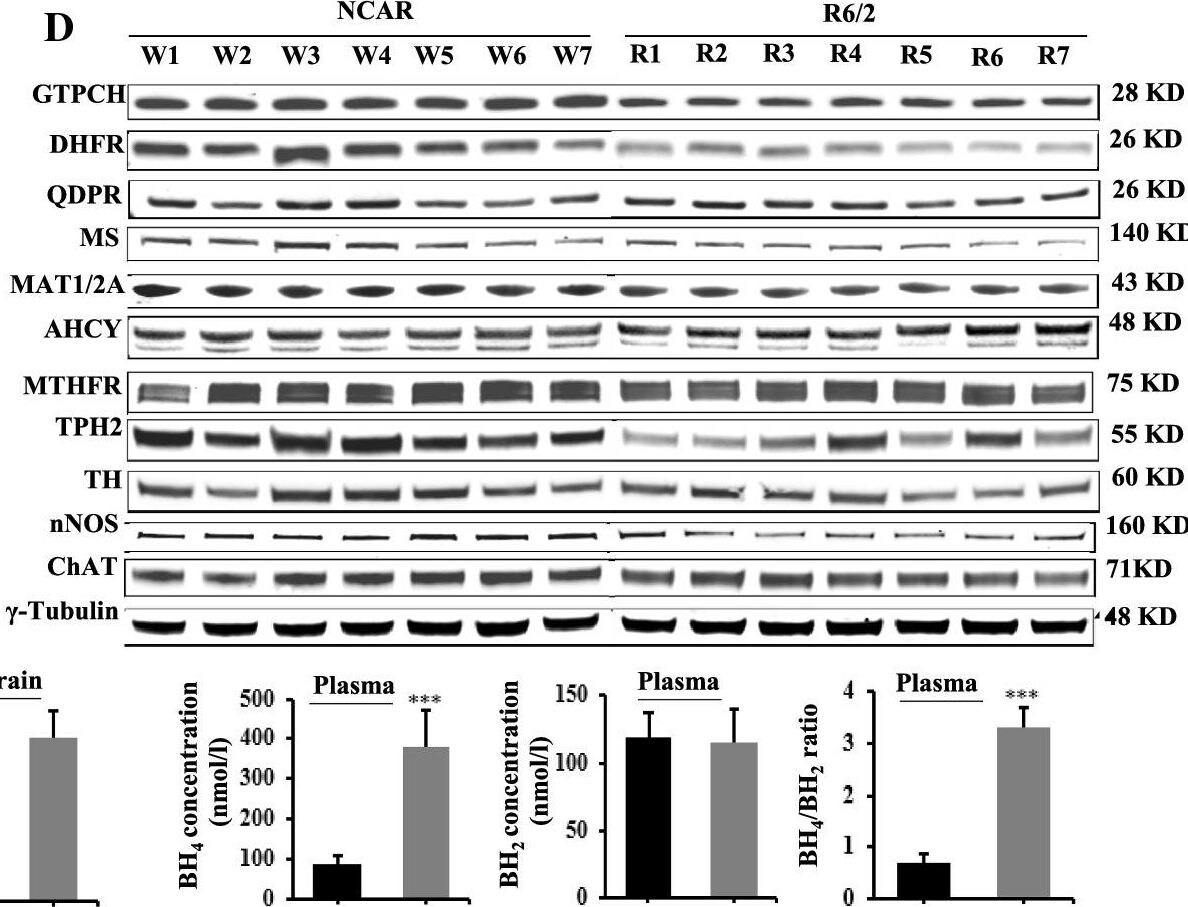 Adenosylhomocysteinase/AHCY Antibody - BSA Free