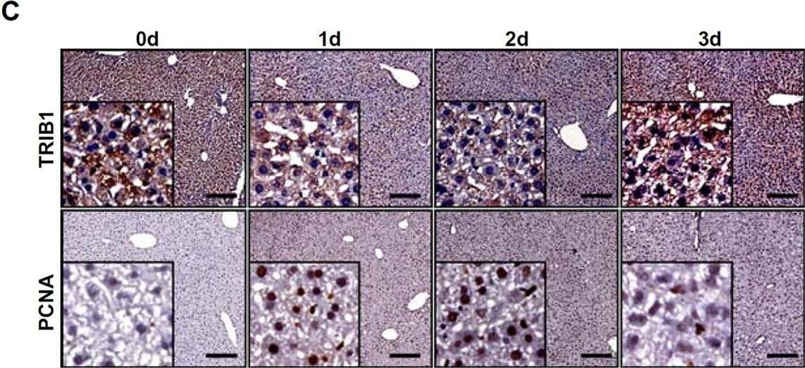 TRIB1 Antibody - BSA Free