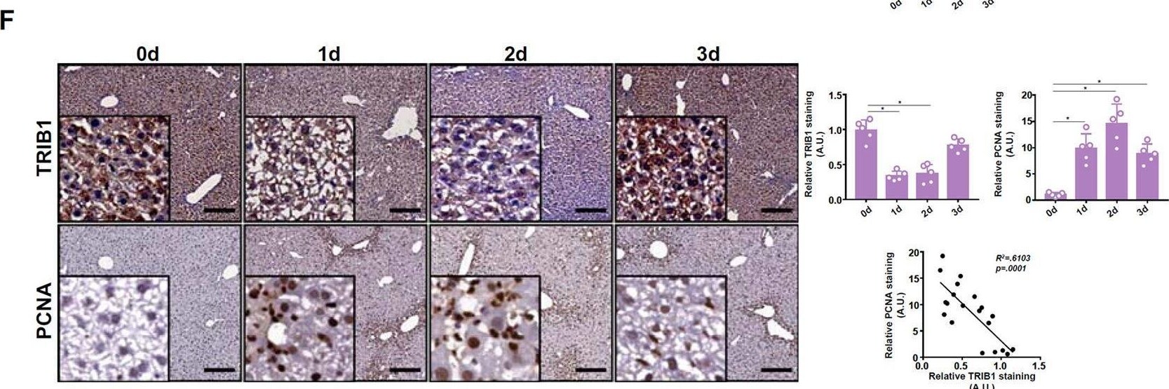 TRIB1 Antibody - BSA Free