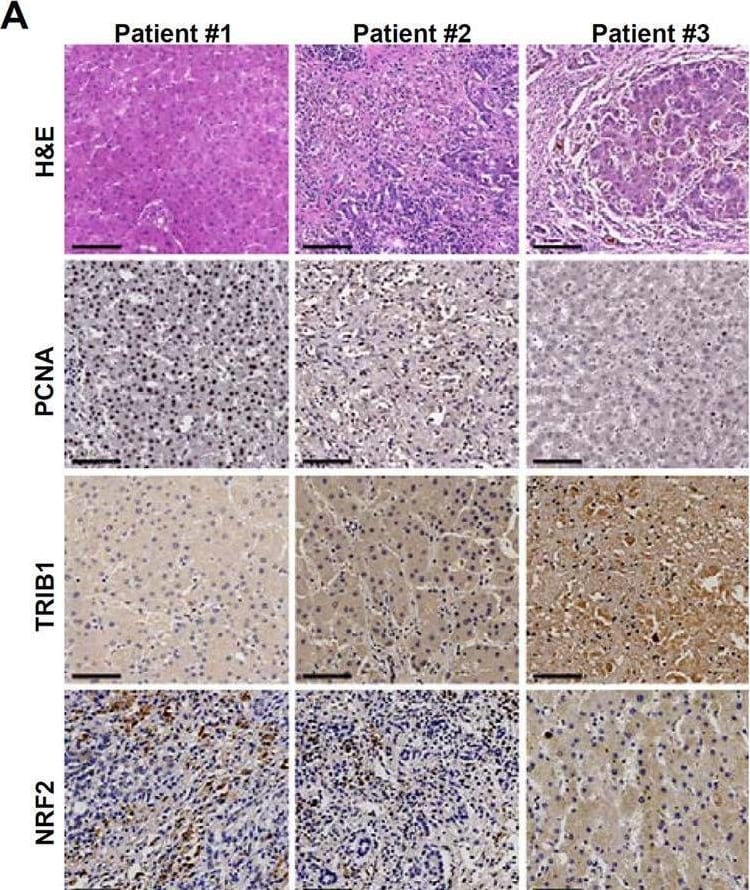 TRIB1 Antibody - BSA Free