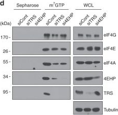 EIF3M Antibody