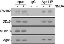 GW182 Antibody