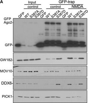 GW182 Antibody