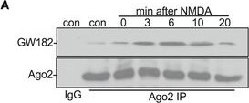 GW182 Antibody