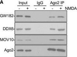 GW182 Antibody