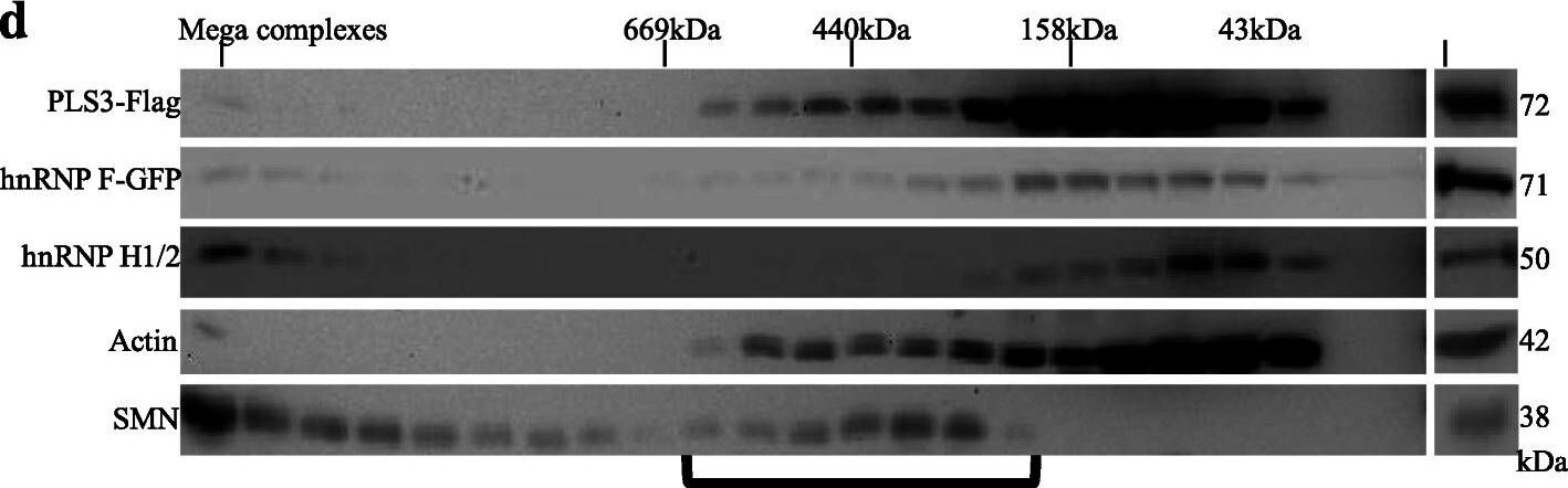 hnRNP F Antibody