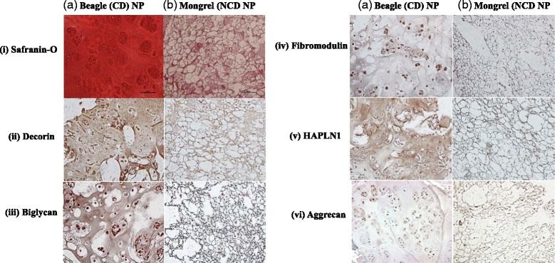 Decorin Antibody