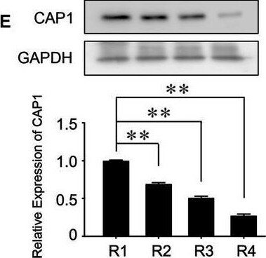 CAP1 Antibody - BSA Free