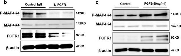 HGK/MAP4K4 Antibody - BSA Free