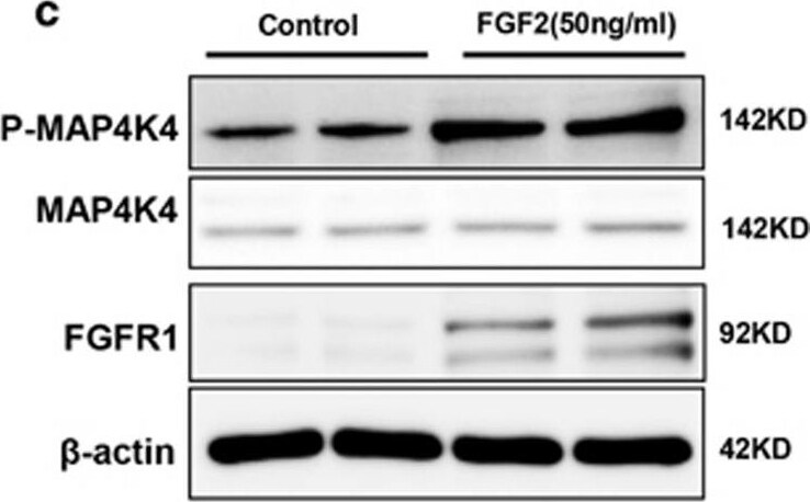 HGK/MAP4K4 Antibody - BSA Free