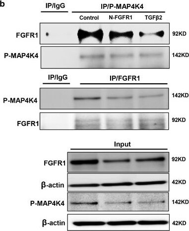 HGK/MAP4K4 Antibody - BSA Free